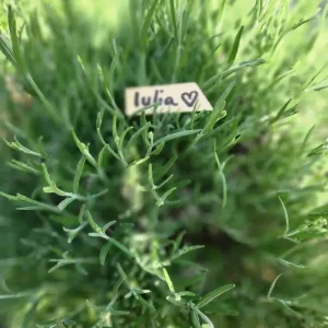 Adopt a lavender bush