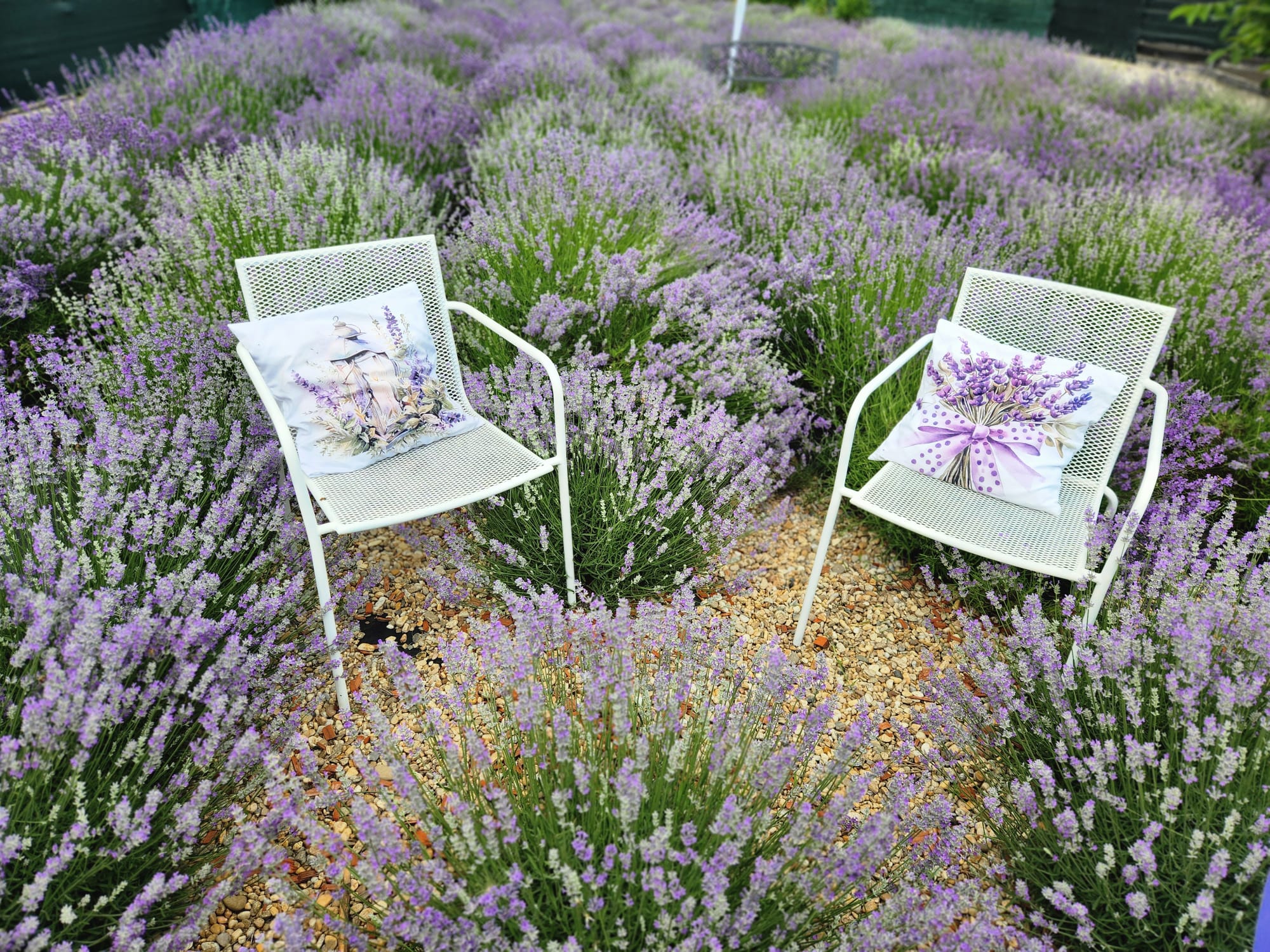 Ședințe foto - imagine 13