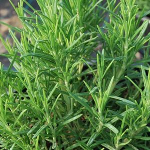Rosemary