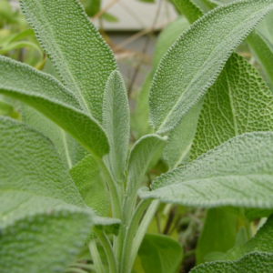Sage