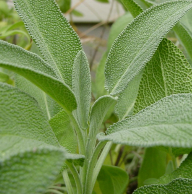 Sage
