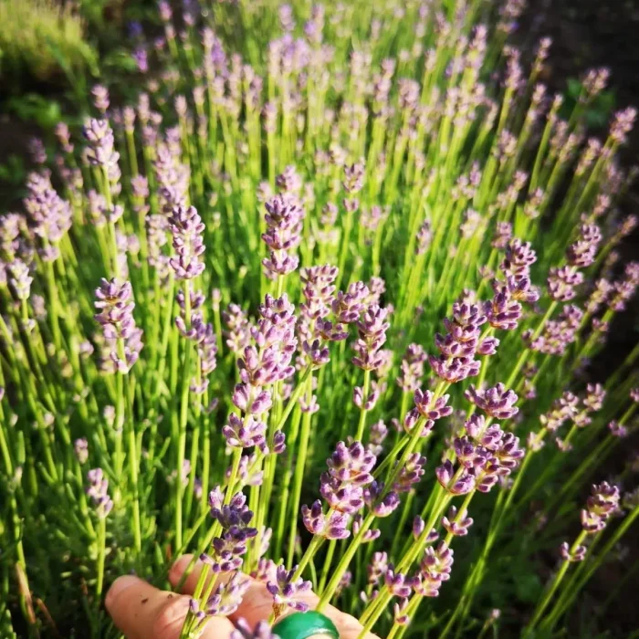 2710060b-e846-4655-8886-5e5cfa99fbe6_2048x2048