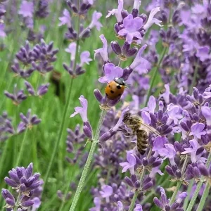 6ff306ee-8c0a-4a2e-a796-107ba8ee9be3_1040x1040